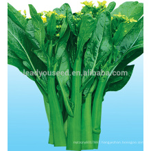 CS03 Dazhong 70 days cold resistant green choy sum seeds for sowing